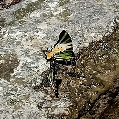 Graphium antiphates