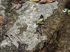Graphium antiphates
