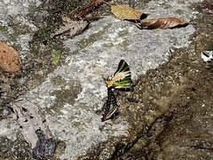 Graphium antiphates