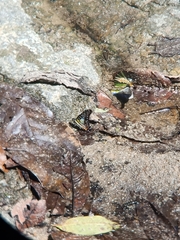 Graphium antiphates