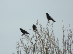 Corvus corone