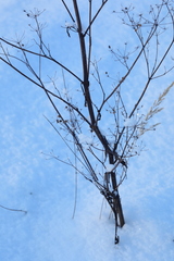 Pastinaca sativa sylvestris