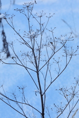 Pastinaca sativa sylvestris