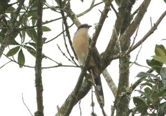 Coccyzus melacoryphus