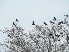 Corvus corone