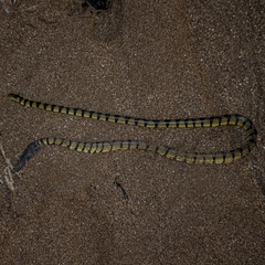 Hydrophis spiralis