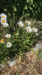 Leucanthemum maximum