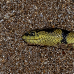 Hydrophis spiralis