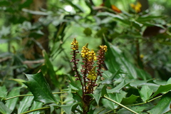 Berberis elegans