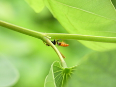 Polistes crinitus