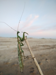 Coptopteryx argentina