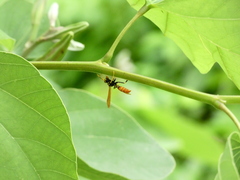 Polistes crinitus