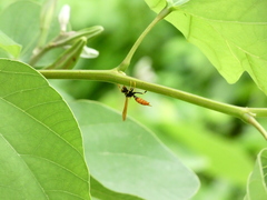 Polistes crinitus