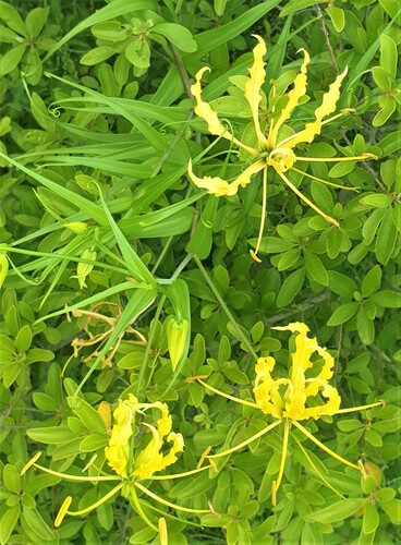 Gloriosa superba image