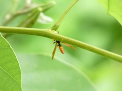 Polistes crinitus
