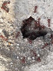 Pogonomyrmex barbatus