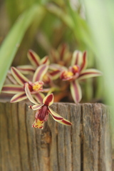 Cymbidium bicolor