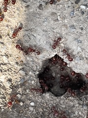 Pogonomyrmex barbatus