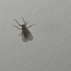 Sciaroidea