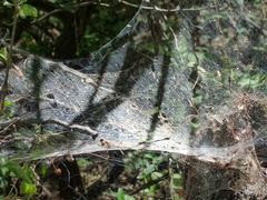 Aglaoctenus lagotis