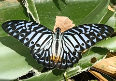 Graphium delessertii