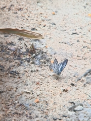 Graphium delessertii