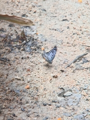 Graphium delessertii