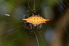 Gasteracantha diardi