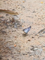 Graphium delessertii