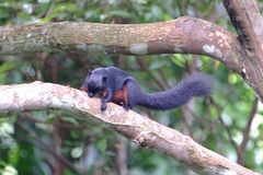 Callosciurus prevostii