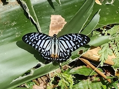 Graphium delessertii