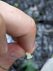 Platanthera psycodes