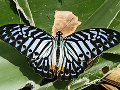 Graphium delessertii