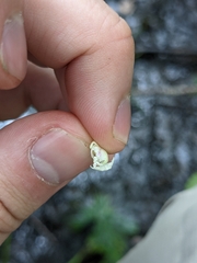 Platanthera psycodes