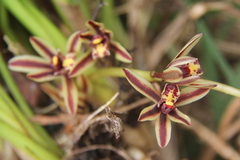 Cymbidium bicolor
