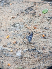 Graphium delessertii