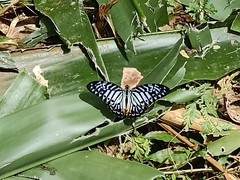 Graphium delessertii