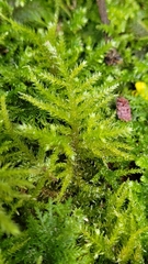 Eurhynchium striatum