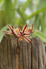 Cymbidium bicolor