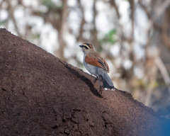 Tchagra australis