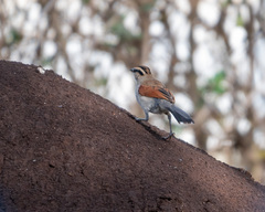 Tchagra australis