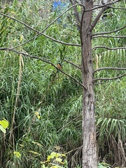 Phoenicurus auroreus