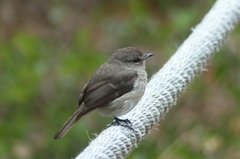 Muscicapa adusta adusta