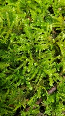 Eurhynchium striatum