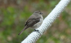Muscicapa adusta adusta