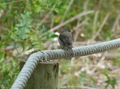 Muscicapa adusta adusta