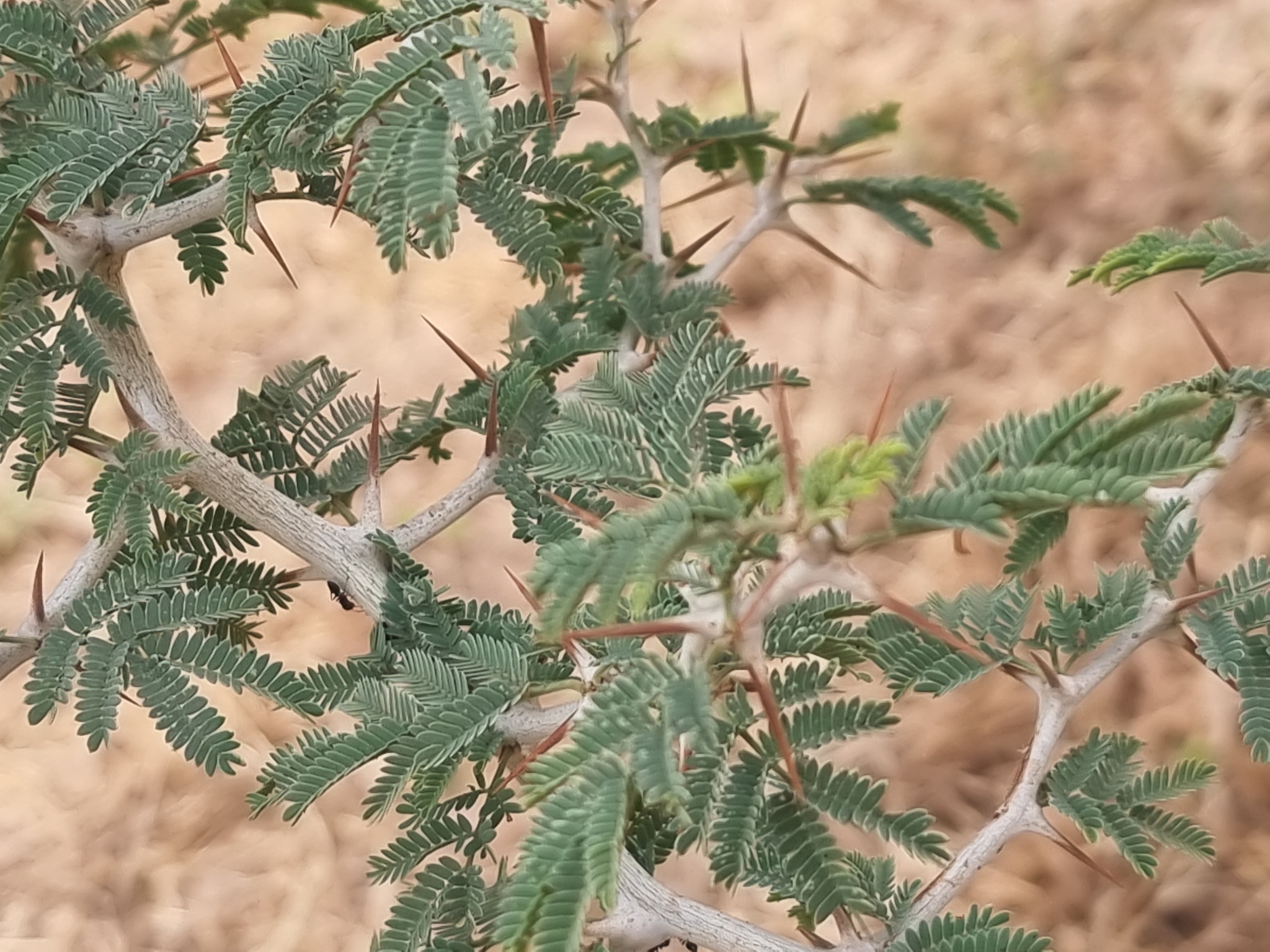 Faidherbia albida