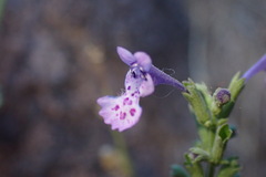 Nepeta septemcrenata
