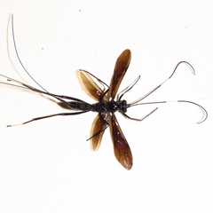 Dotocryptus bellicosus