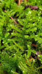 Eurhynchium striatum